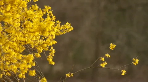 ForsythiaEvening 01 Stock Footage 669104