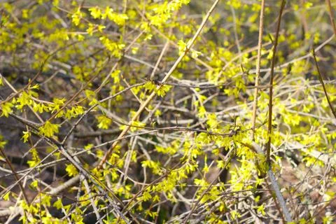 Forsythias flowers Stock Photos