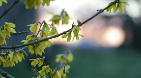 ForsythiaSunrise 02 Stock Footage 668985