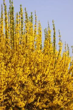 Forsythie Stock Photos
