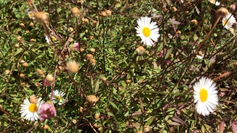 Fort Bragg  Glass Beach plants blowing in wind Stock Footage 91754312