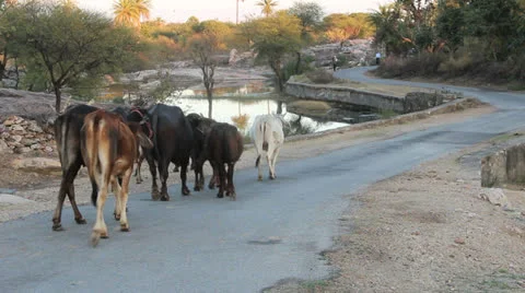 Fort Seeng Sagar cows on path Stock Footage 24465267