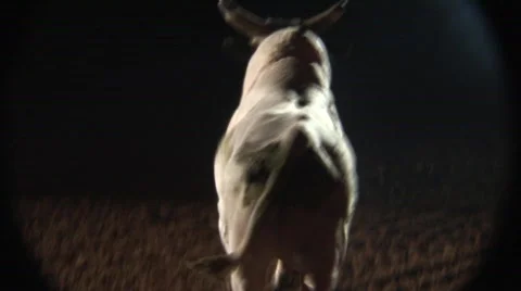 Fort Worth Stockyard Show Stock Footage 537146