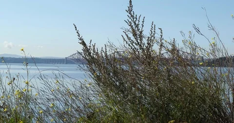 Forth Bridge Video stock 101312283