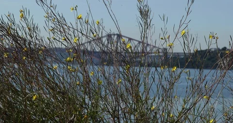 Forth Bridge Video stock 101312337