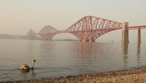 The Forth bridge, with swan swimming Stock Footage 10895910