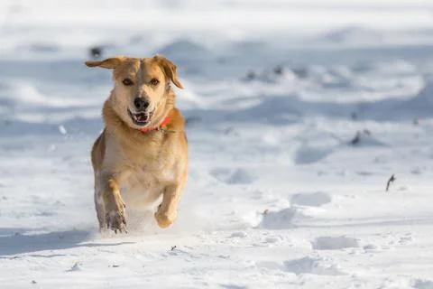 Fortunately Labrador Stock-Fotos