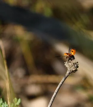 Fortune Stock Photos