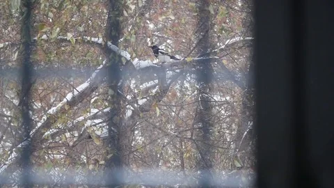 Forty outside the prison window Stock Footage 71171336