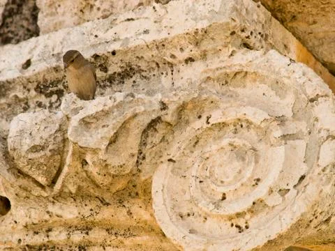 The Forum, Jerash Stock Photos