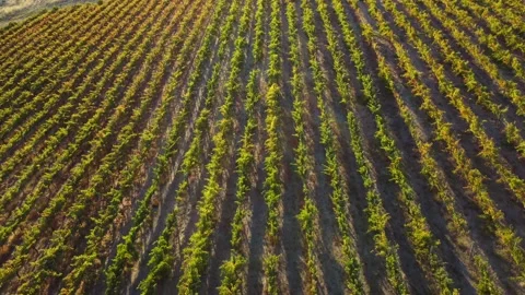 Forward Aerial Drone Flyover of Winery Grapevine Vineyard Rows Vines in Sunset Stock Footage 171924187