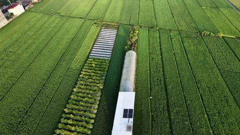 Forward aerial drone view of green rice fields and rural village landscape. Stock Footage 342086427