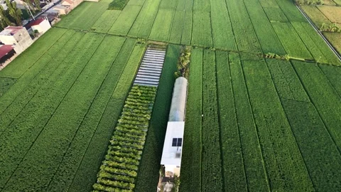 Forward aerial drone view of green rice fields and rural village landscape. 動画素材 342086444
