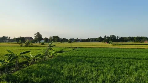 Forward aerial drone view of green and golden rice fields and rural village. 스톡 동영상 342092094