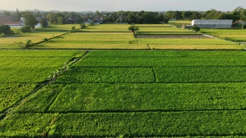 Forward aerial drone view of green and golden rice fields and rural village. 動画素材 342092300
