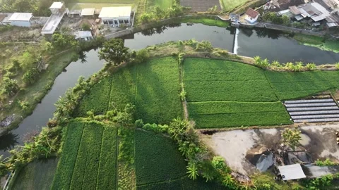 Forward aerial drone view over green rice fields moving towards river. Vídeo Stock 342086521