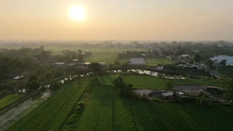 Forward aerial drone view over green rice fields moving towards river. Видео 342086613