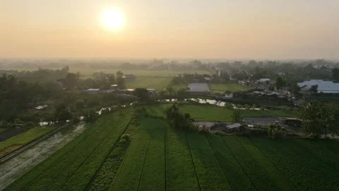 Forward aerial drone view over green rice fields moving towards river. Видео 342086614
