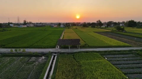 Forward aerial drone view of sunset over rural rice fields and hut. 스톡 동영상 342092050
