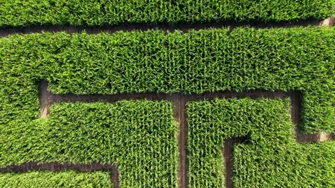 Forward aerial flight over corn field maze Stock Footage 341387726