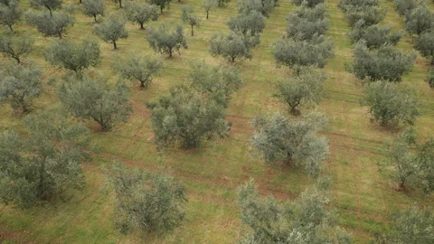Forward Aerial Shot of Olive Video stock 331715699