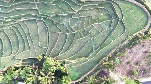 Forward Aerial Top Down View Of Terraced Rice Fields In A Lush Rural Mountai Video stock 346738225