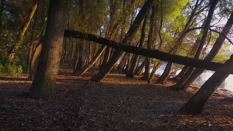 Forward aerial view between trees Stock Footage 70759658