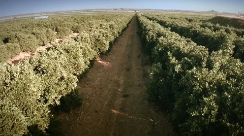 Forward aerial view of an orange trees field. Seville, Spain. Stock Footage 40548224