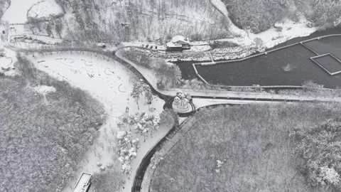 Forward and Descending Drone Shot Toward Snowy Tree in South Korea Stock Footage 344248273