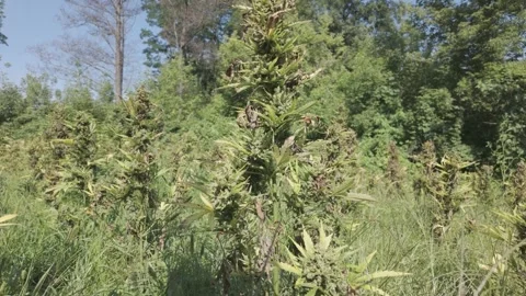 Forward Camera Move Toward Cannabis Plant in Hemp Field Stock Footage 324949294