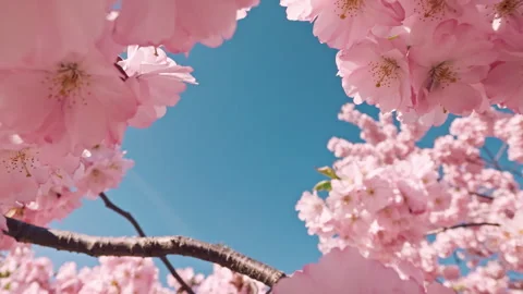 Forward camera movement flying through blooming cherry blossom branches Stock Footage 332362189