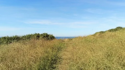 Forward camera movement over yellow green grass to the blue sea or ocean. Aerial Stock Footage 108611320