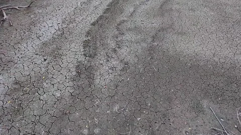 Forward Camera Push Over Cracked Dried Soil Ground and Dry Roots Texture Bed Stock-Footage 345100970