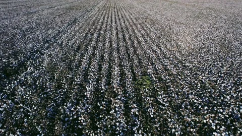 Forward Day Aerial View of Large Cotton Field	 Stock Footage 163982327