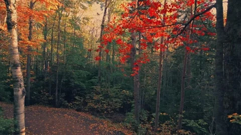 Forward Descending Drone Flight Through Colourful Trees Over A Walking Trail Stock Footage 255168384