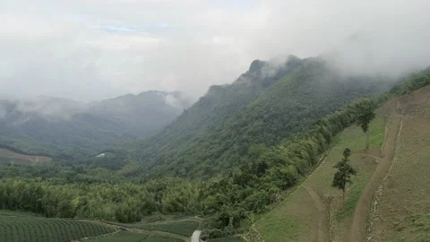 Forward dolly move. Aerial drone shot of tea plantation around foggy hills in Stock Footage 188533531