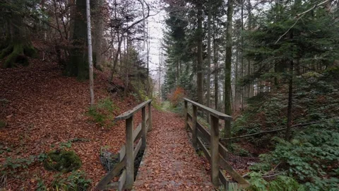 Forward dolly moving over old wooden bridge in calm autumn forest, slow motion Stock Footage 166552682