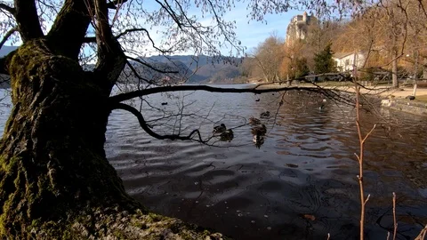 Forward dolly moving over tree branches at lake Bled shore Stock Footage 123168030