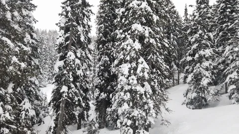 Forward dolly moving spruce tree forest covered with white snow in winter sea Stock Footage 128294999