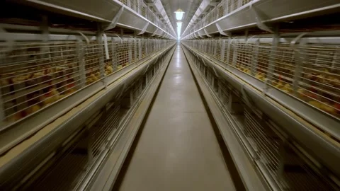 Forward dolly shot through a long poultry house aisle with rows of laying hens Видео 332919580