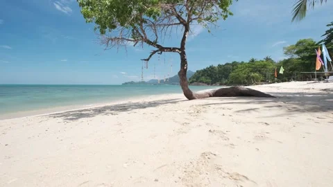 Forward dolly, small beautiful tree on a white sand tropical beach, blue ocean Stock Footage 188680793