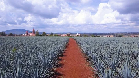 Forward Down a Red Soil Path in Agave Field for Tequila 4k Aerial Drone Stock-Footage 99604189
