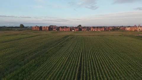 Forward drone flight above crops farmland Stock Footage 320068741