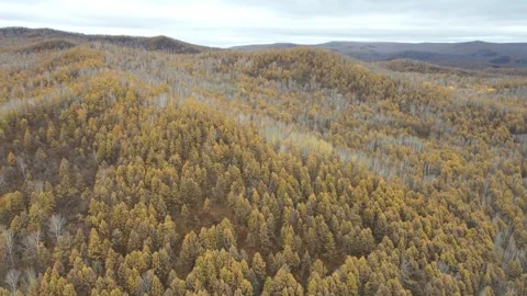 Forward Drone Flight Along Winding Forest Road in Greater Khingan Mountains Video stock 330252112