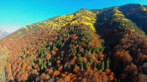 Forward drone flight over autumn forest in Rila Mountain Stock Footage 320387627