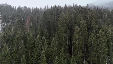 Forward Drone Flight Over Close-Up Foggy Pine Forest with Overcast Sky, Stock Footage 336086116