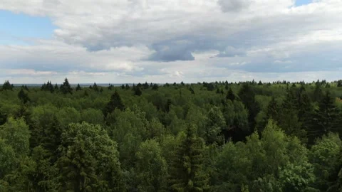 Forward drone flight over forest landscape Stock Footage 323576056
