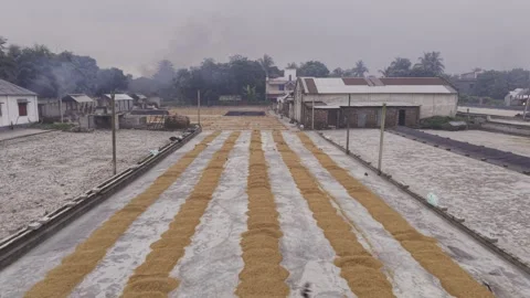 Forward Drone Flight Over Parboiled Paddy at Khajanagar Rice Mill Yard Stock-Footage 346219063