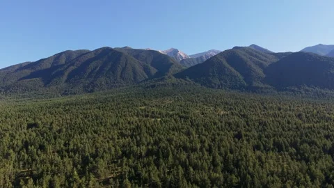 Forward Drone Flight Over Pirin Forest Bulgaria Vídeo Stock 343794572