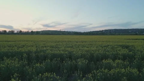 Forward Drone Flight Over Rapeseed Field at Sunset Stock-Footage 341768270
